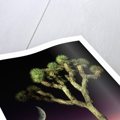 Crescent Moon and Joshua Tree by Anonymous