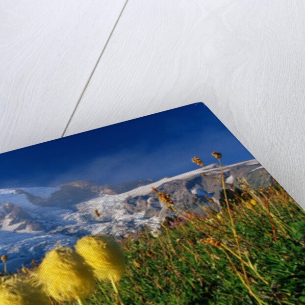 Wildflowers Blooming Beneath a Snowy Mountain by Anonymous