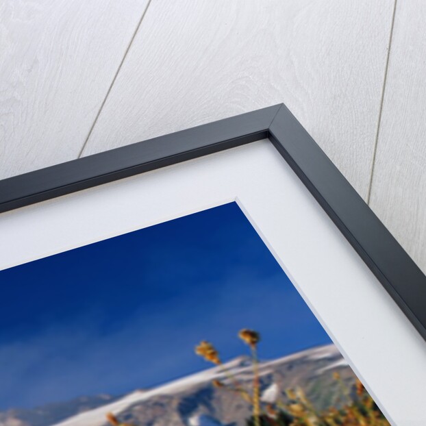 Wildflowers Blooming Beneath a Snowy Mountain by Anonymous