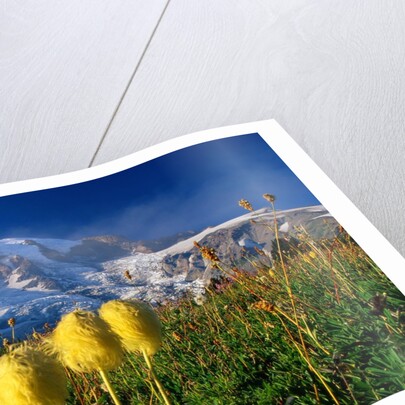Wildflowers Blooming Beneath a Snowy Mountain by Anonymous