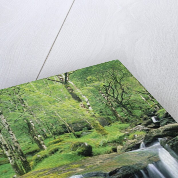Gougane Barra Forest Park Waterfall by Anonymous