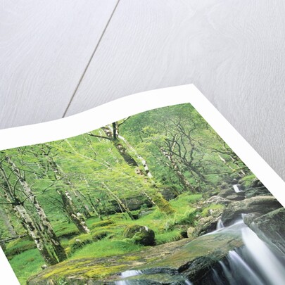 Gougane Barra Forest Park Waterfall by Anonymous