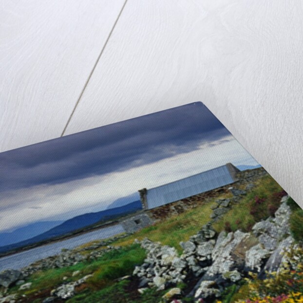 Flowers Along Carna Bay by Anonymous