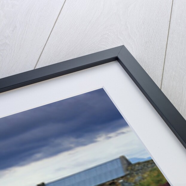 Flowers Along Carna Bay by Anonymous