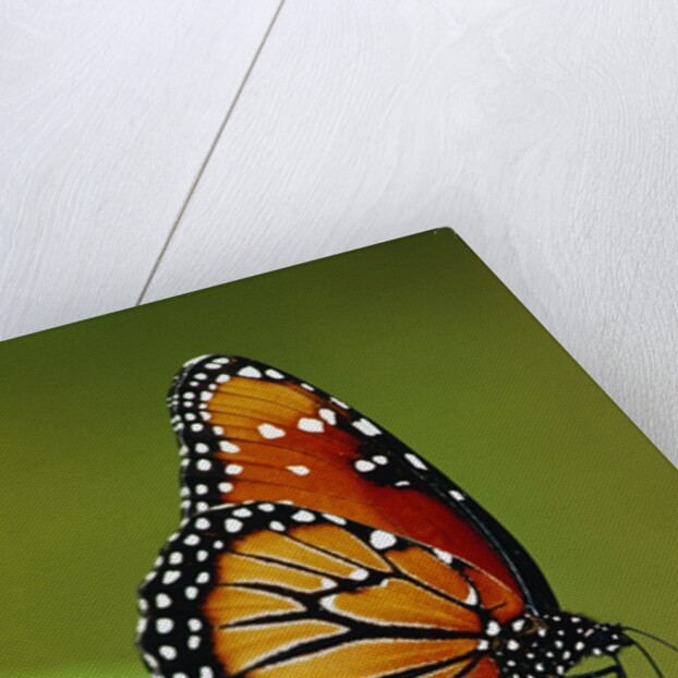 Monarch Butterfly on Flower by Anonymous