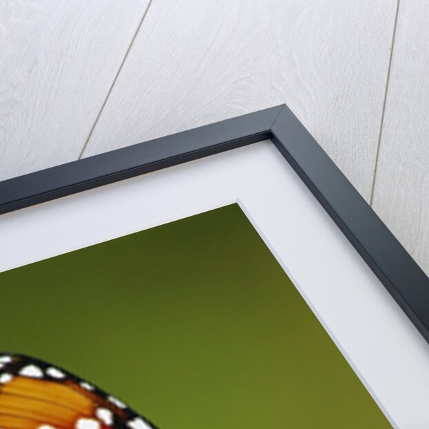 Monarch Butterfly on Flower by Anonymous