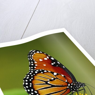 Monarch Butterfly on Flower by Anonymous