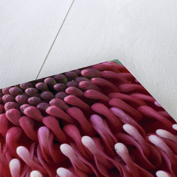 Waratah Flower by Anonymous