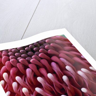 Waratah Flower by Anonymous