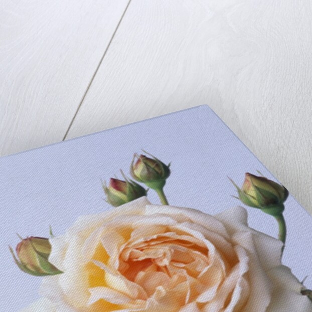 Cressida Rose by Anonymous