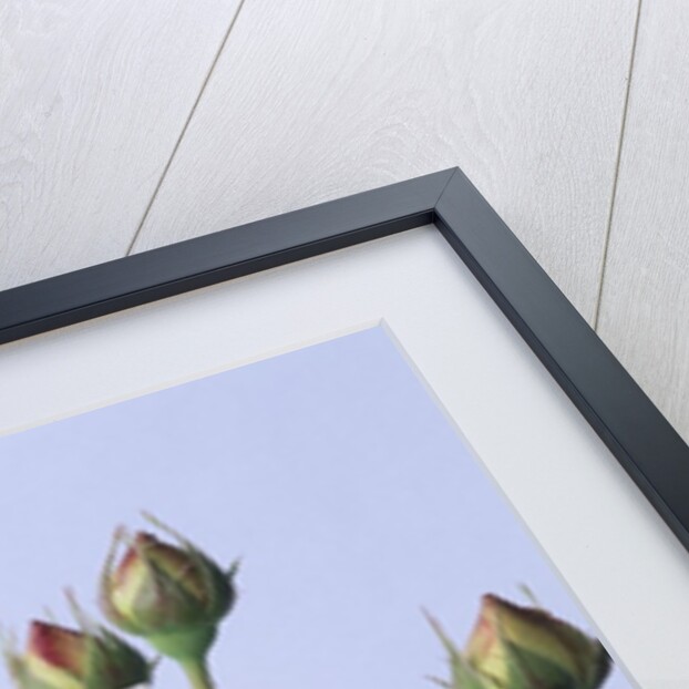 Cressida Rose by Anonymous