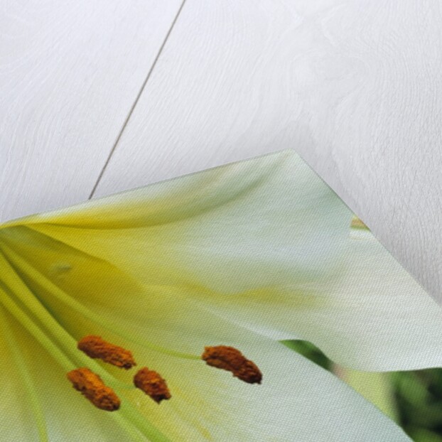Close Up of Lilium Longiflorum by Anonymous