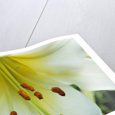 Close Up of Lilium Longiflorum by Anonymous