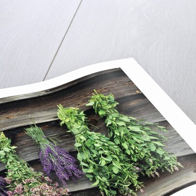 Herbs Drying Upside Down by Anonymous