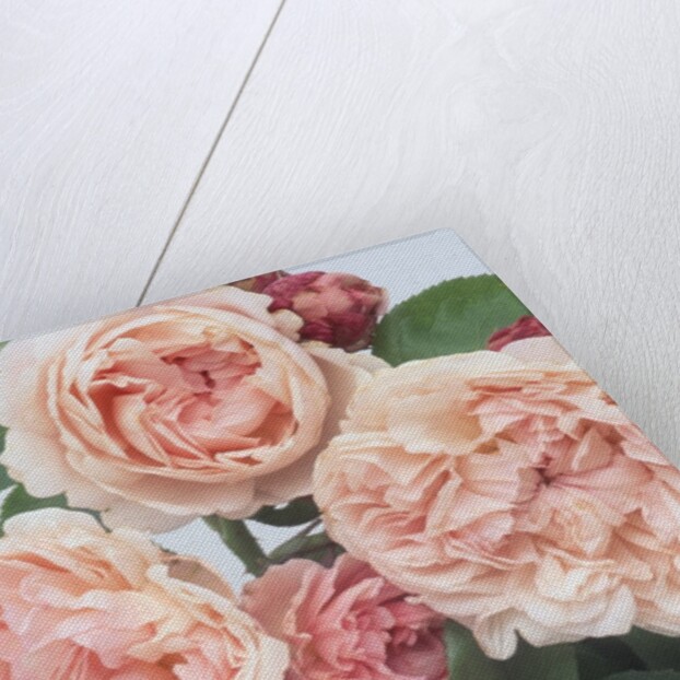 St. Swithan Roses by Anonymous