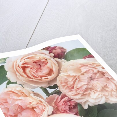 St. Swithan Roses by Anonymous