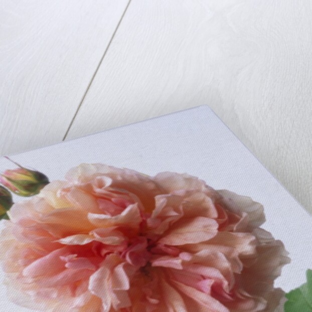 English Elegance Rose by Anonymous