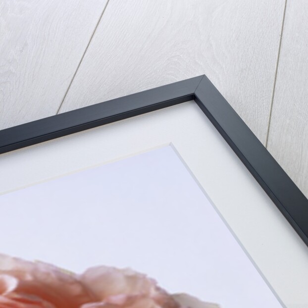 English Elegance Rose by Anonymous