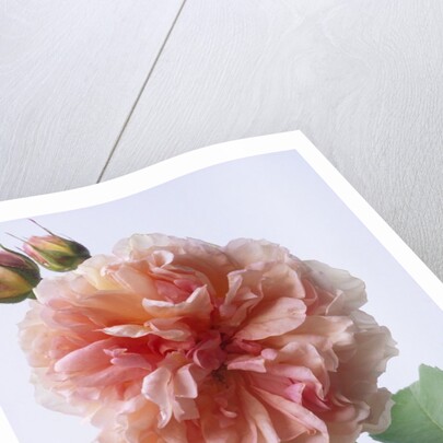 English Elegance Rose by Anonymous