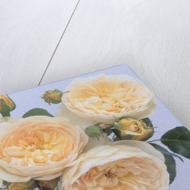 England's Rose by Anonymous