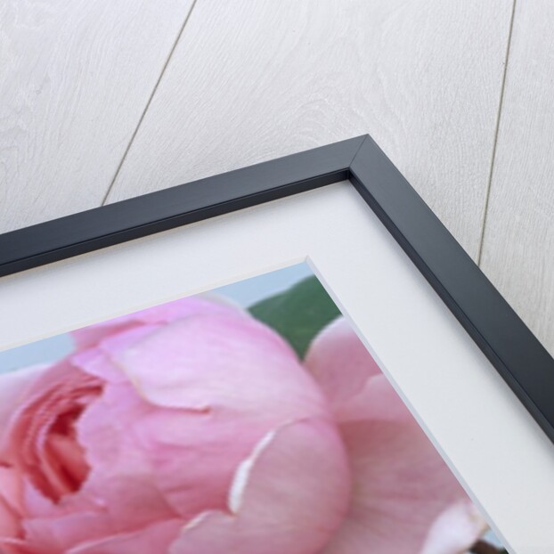 Brother Cadfael Roses by Anonymous