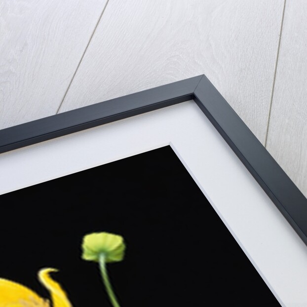 Clematis 'Bill McKenzie' Flowers in Bloom by Anonymous