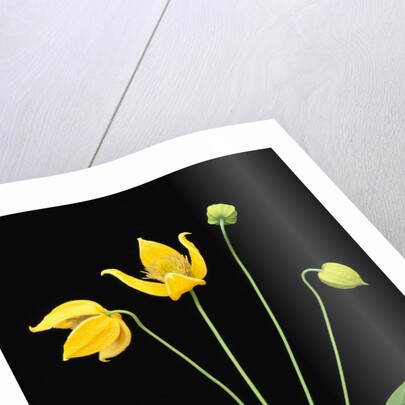 Clematis 'Bill McKenzie' Flowers in Bloom by Anonymous