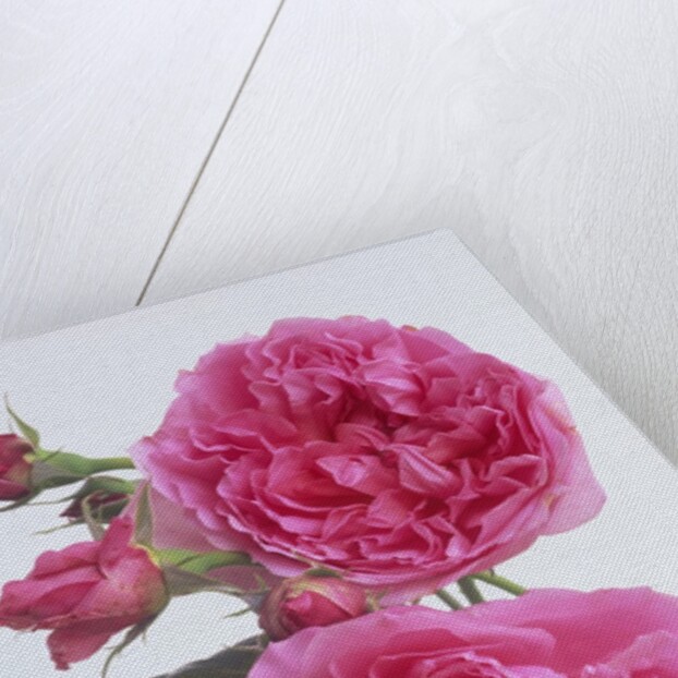 Hilda Murrell Roses by Anonymous