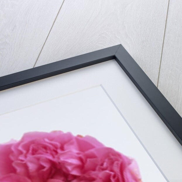 Hilda Murrell Roses by Anonymous