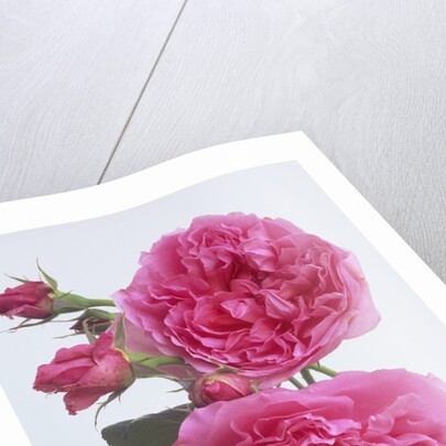 Hilda Murrell Roses by Anonymous