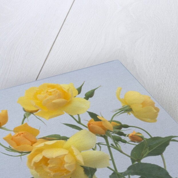 Buttercup Roses by Anonymous