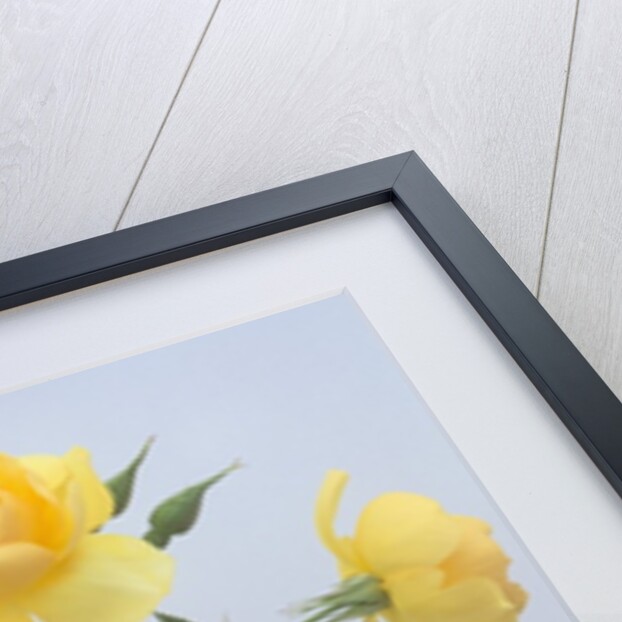 Buttercup Roses by Anonymous