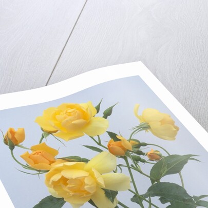 Buttercup Roses by Anonymous