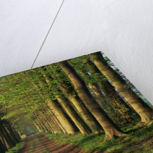 Tree-Lined Path by Anonymous