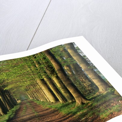 Tree-Lined Path by Anonymous