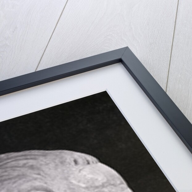 Bust of Julius Caesar by Anonymous