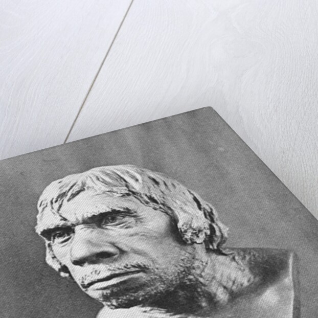 Bust of Prehistoric Man by Anonymous