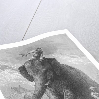 Elephant Crushing Victim's Head by Anonymous