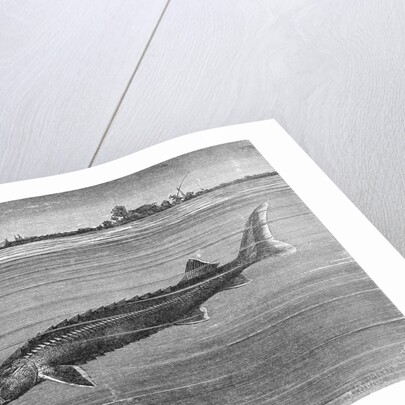 Sturgeon Fish Swimming Across from Island by Anonymous