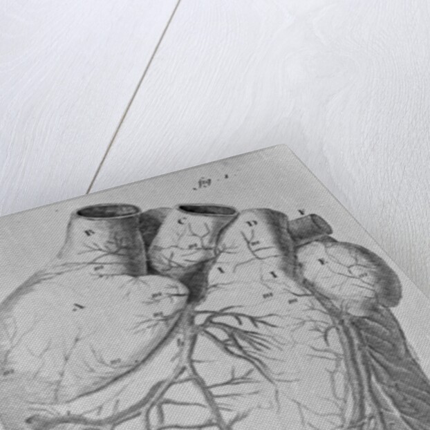 Illustration of Human Heart by Anonymous