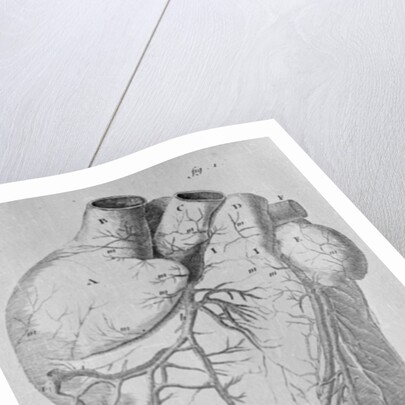 Illustration of Human Heart by Anonymous