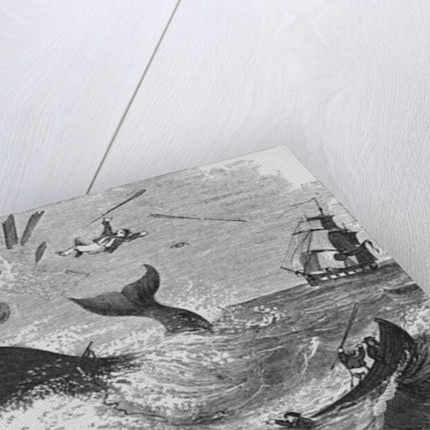 Whaling, The Flurry, Woodcut by Anonymous