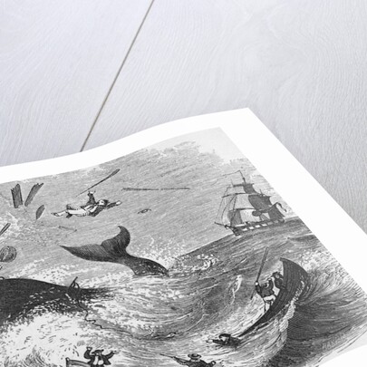 Whaling, The Flurry, Woodcut by Anonymous