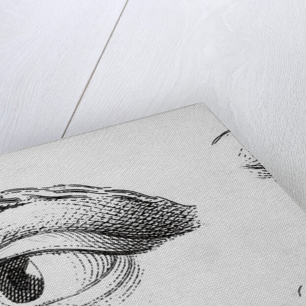 Eye Looking Upward Right by Anonymous