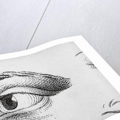 Eye Looking Upward Right by Anonymous