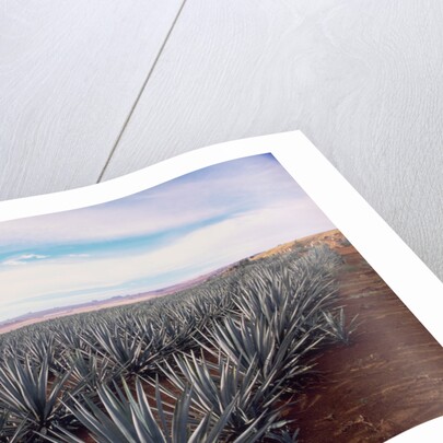 Rows of Mexican Agave by Anonymous