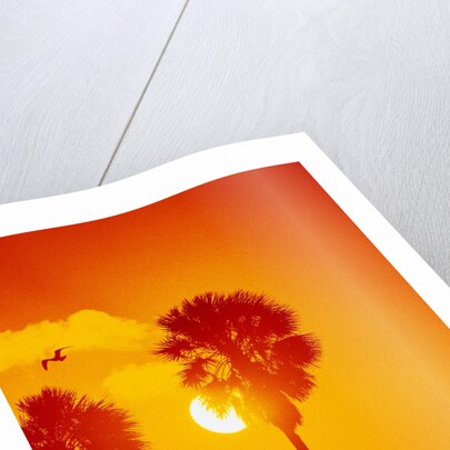 Orange Sunset and Silhouetted Palm Trees by Anonymous