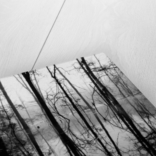 Reflection of Swamp by Anonymous