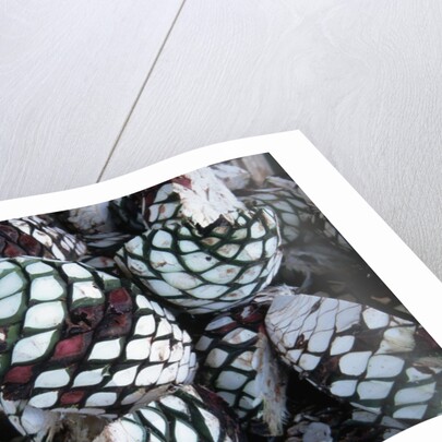 Pile of Tequila Agave Bulbs by Anonymous