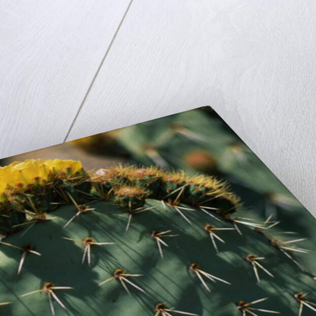 Flowering Nopal Cacti by Anonymous